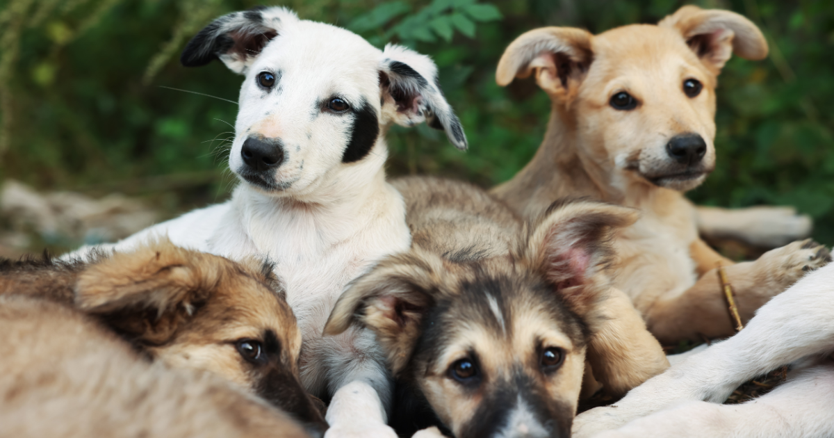 Jornada de adopción de perros en Bogotá: fecha, horario y requisitos