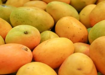 Ministerio de Agricultura supervisó envío de mango de azúcar