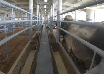 Foto de vaca en corral para ser exportada
