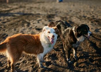 Foto de dos perros con la playa de fondo