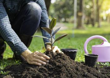Foto de una persona sembrando un arbol, en la foto aparece enterrando la planta junto a una montaña de tierra