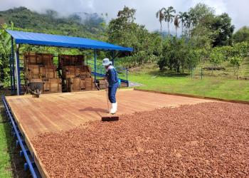 Granja de cacao en Antioquia