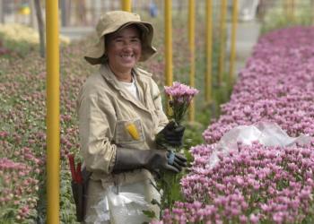 Flores colombianas se destacan en la exportación