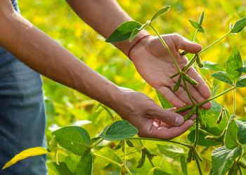 Productores de maíz y soya