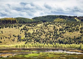 Arboles
