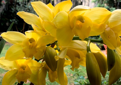 Orquídeas colombianas amarillas