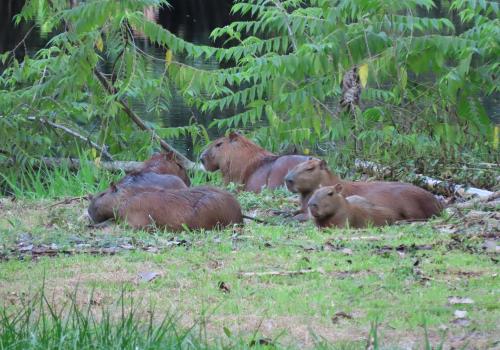 Foto de animales sentados en el pasto