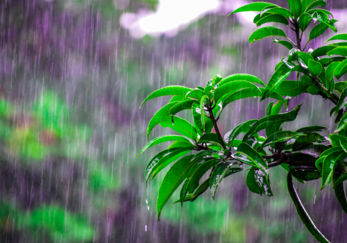 Foto de ramas mojadas por lluvia