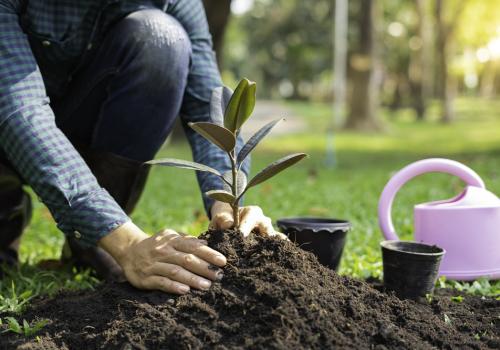 Foto de una persona sembrando un arbol, en la foto aparece enterrando la planta junto a una montaña de tierra