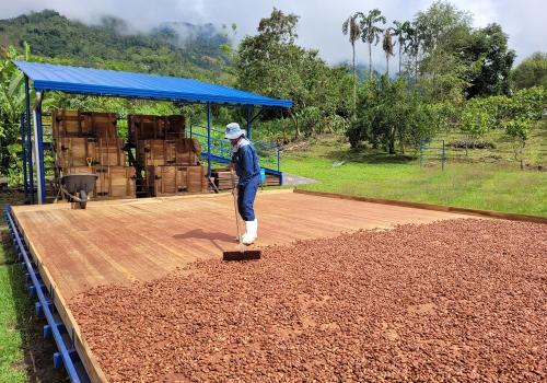 Granja de cacao en Antioquia