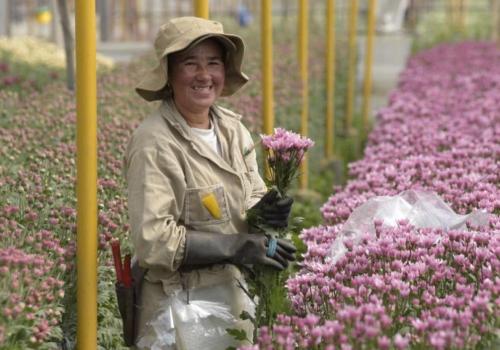 Flores colombianas se destacan en la exportación