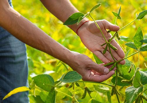 Productores de maíz y soya