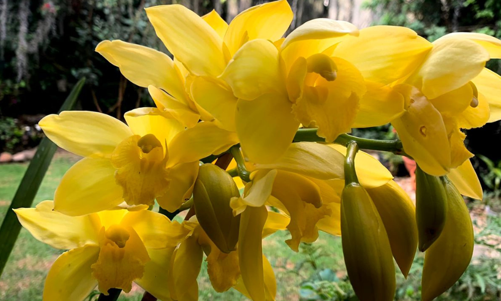 Orquídeas colombianas amarillas