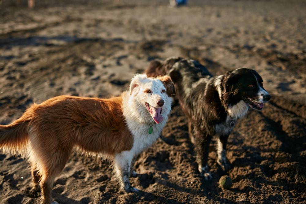 Foto de dos perros con la playa de fondo