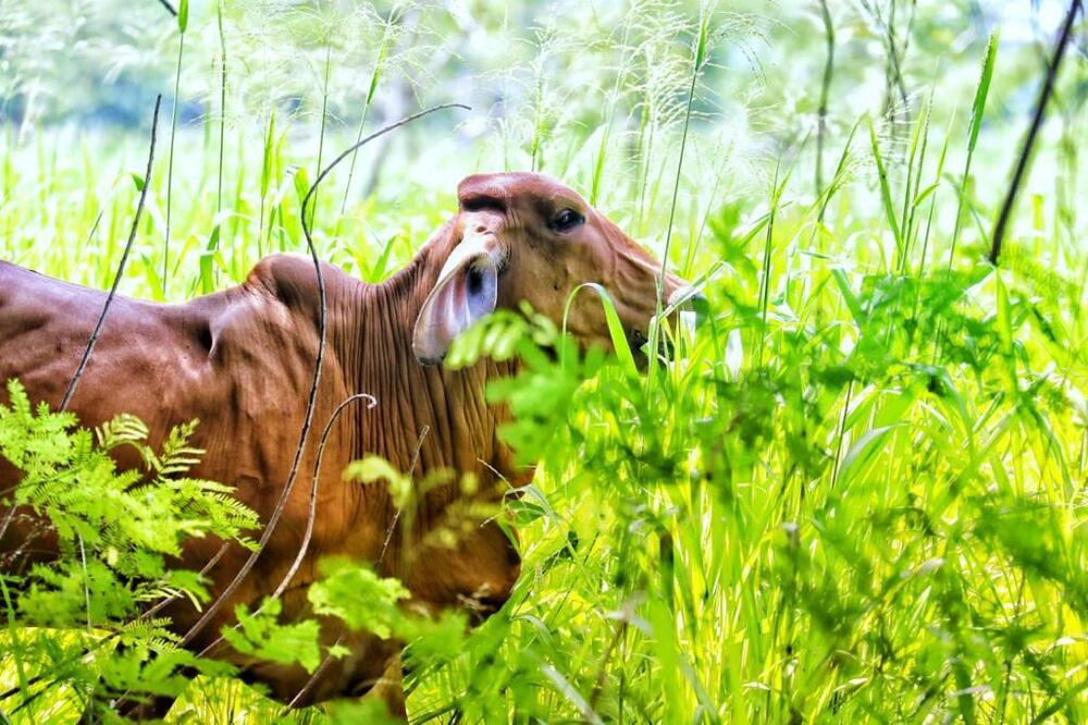 Foto de un bovino frente a una planta