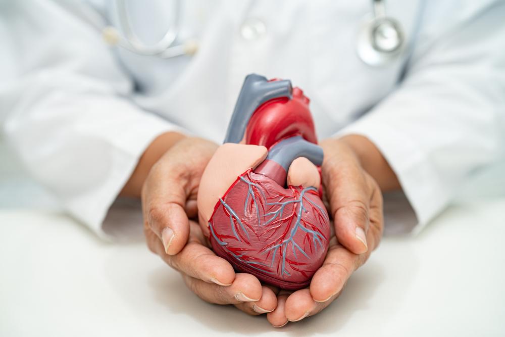 Foto de un médico con la imagen de un corazón de juguete en las manos