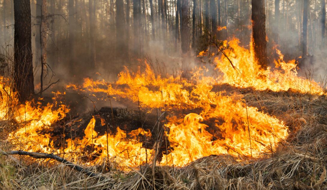 Incendios forestales en Colombia