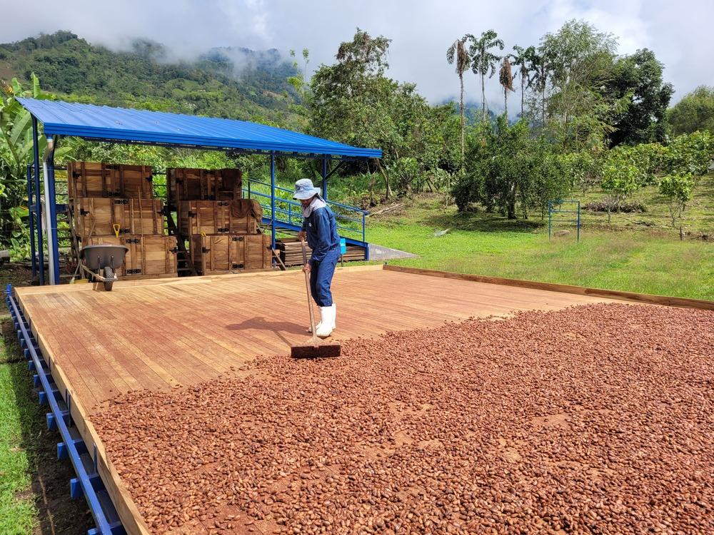 Granja de cacao en Antioquia