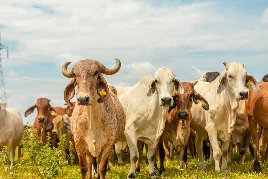 Carne bovina impulsa más de un millón de empleos y representa el 20 % del  PIB agropecuario en Colombia