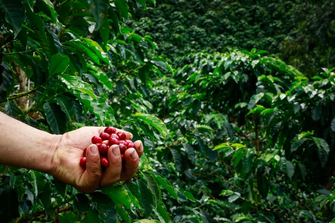 Una mano con granos de café