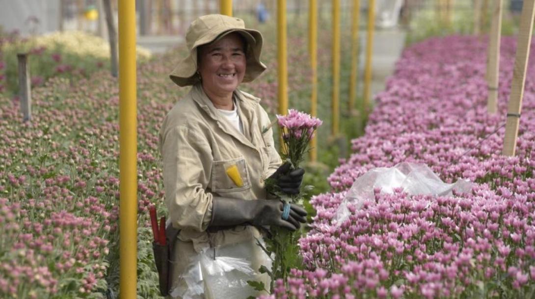 Flores colombianas se destacan en la exportación