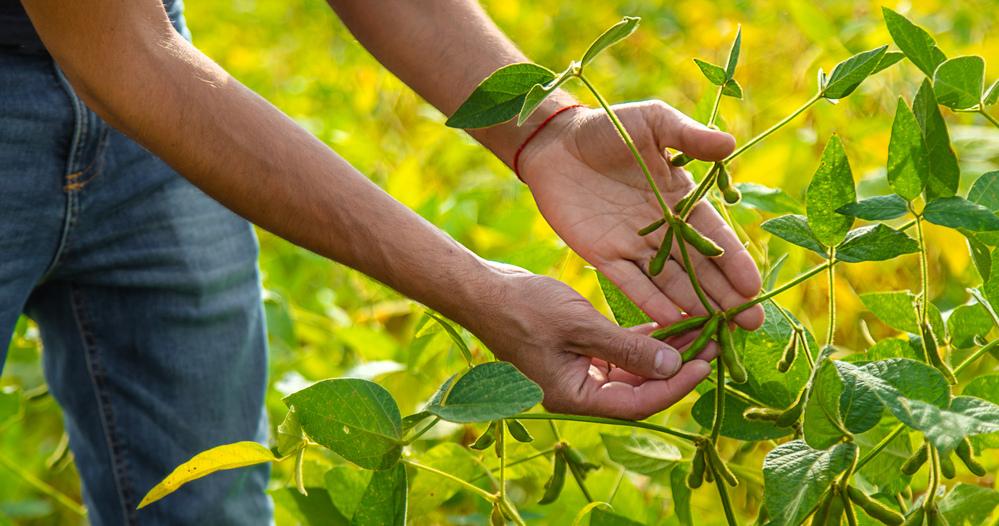 Productores de maíz y soya